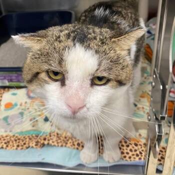 Melfred -  Tabby Cat for Adoption in Little Falls, Minnesota - Melfred | PetCurious