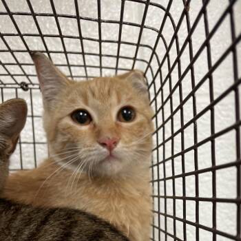 Butterscotch (Tuffy) -  Domestic Short Hair Cat for Adoption in Edinburg, Texas - Butterscotch (Tuffy) | PetCurious