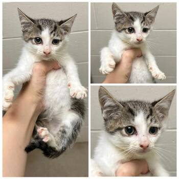 Caboodle -  Domestic Short Hair Cat for Adoption in Dublin, Virginia - Caboodle | PetCurious