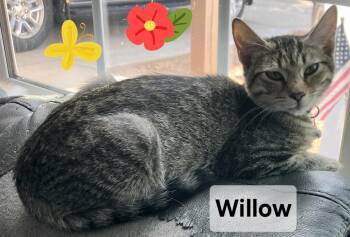 Rescue Domestic Short Hair and Tabby Cats for Adoption in Albuquerque, New Mexico - Willow | PetCurious