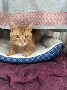 Domestic Short Hair Cats Available for Adoption in Fort Lauderdale, Florida - FIZZ | PetCurious