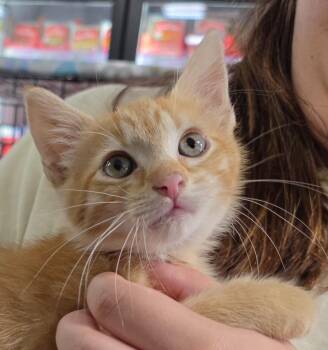 Gameboy -  Domestic Short Hair Cat for Adoption in Buford, Georgia - Gameboy | PetCurious