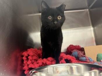 Domestic Short Hair Cats Available for Adoption - Sakura | PetCurious