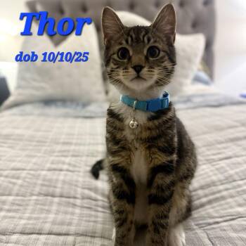Domestic Short Hair Cats Available for Adoption - Thor | PetCurious