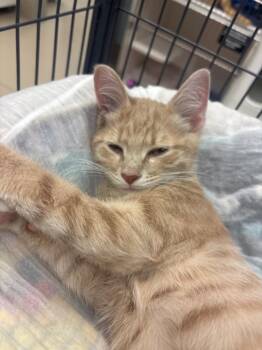 Domestic Short Hair Cats Available for Adoption in Johnson City, Tennessee - Bobcat (Young) | PetCurious
