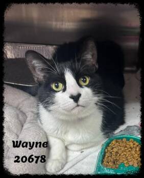 WAYNE -  Domestic Short Hair and Tuxedo Cat for Adoption in Marietta, Georgia - WAYNE | PetCurious