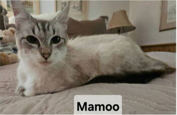Rescue Domestic Medium Hair and Siamese Cats for Adoption in Herndon, Virginia - Mamoo | PetCurious