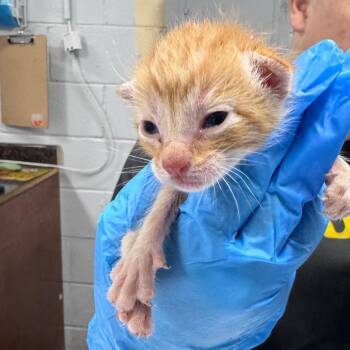 Flounce -  Domestic Short Hair Cat for Adoption in Summerville, South Carolina - Flounce | PetCurious