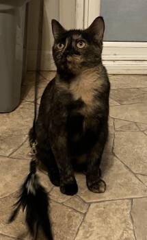 Rescue Tortoiseshell Cats for Adoption in Beattie, Kansas - Poppy | PetCurious
