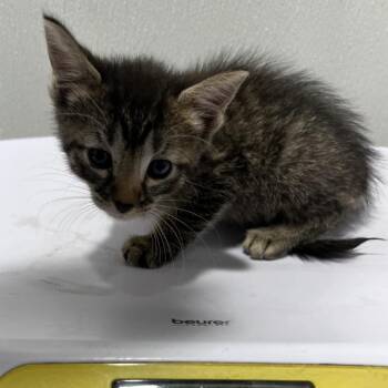 Summer -  Domestic Short Hair Cat for Adoption in Tampa, Florida - Summer | PetCurious