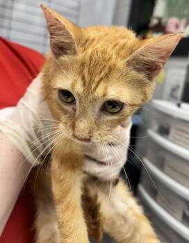 Jefferson -  Domestic Short Hair Cat for Adoption in West Chester, Pennsylvania - Jefferson | PetCurious