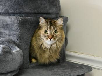 Domestic Long Hair Cats Available for Adoption in Fairhope, Alabama - Jilly Boo | PetCurious