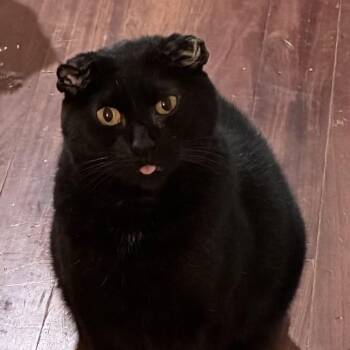 Onyx -  Domestic Short Hair Cat for Adoption in Powdersville, South Carolina - Onyx | PetCurious
