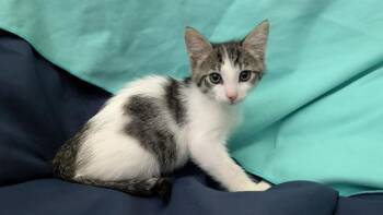 CODY -  Domestic Short Hair Cat for Adoption in Tustin, California - CODY | PetCurious