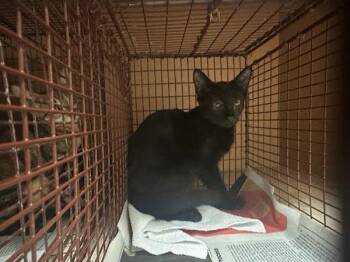 Jessie -  Domestic Short Hair Cat for Adoption in Austin, Texas - Jessie | PetCurious