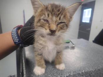 Rescue Domestic Short Hair Cats for Adoption in St. Cloud, Florida - ACORN | PetCurious