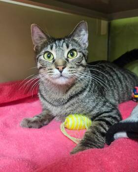 Mary -  Domestic Short Hair Cat for Adoption in Rochester, New Hampshire - Mary | PetCurious