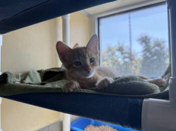 Stokley -  Domestic Short Hair Cat for Adoption in Berkeley, California - Stokley | PetCurious