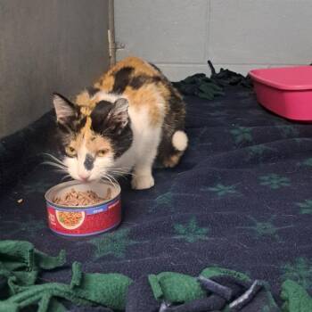 Domestic Short Hair Cats Available for Adoption in Crookston, Minnesota - Patches  | PetCurious