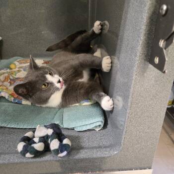 Domestic Short Hair Cats Available for Adoption - Pixel | PetCurious
