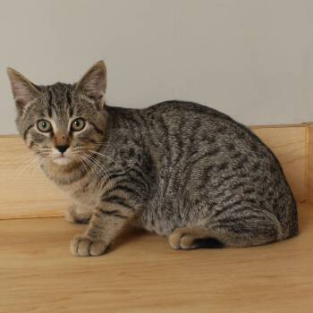 Rescue Domestic Short Hair Cats for Adoption in Minnetonka, Minnesota - Warlock C66726 | PetCurious