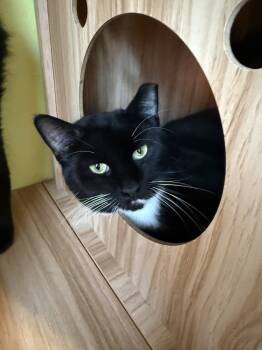 Rescue Domestic Short Hair Cats for Adoption in New Cumberland, West Virginia - Timmer | PetCurious