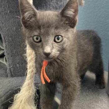 Pumpkin Bread -  Domestic Short Hair Cat for Adoption in Riverside, California - Pumpkin Bread | PetCurious