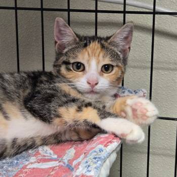 Rescue Domestic Short Hair Cats for Adoption in Pennsville Township, New Jersey - Salsa | PetCurious