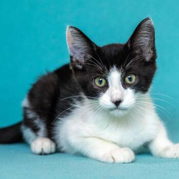 Rescue Tuxedo and Domestic Short Hair Cats for Adoption in Mastic, New York - Jumba | PetCurious