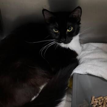 Mamma Mia (Suki) -  Domestic Medium Hair Cat Available for Adoption in Morgan Hill, California - Mamma Mia (Suki) | PetCurious