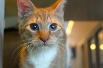 Cheerio -  Domestic Short Hair Cat Available for Adoption in New Orleans, Louisiana - Cheerio | PetCurious