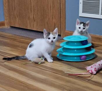 Domestic Short Hair Cats Available for Adoption in Minneapolis, Minnesota - Uma | PetCurious
