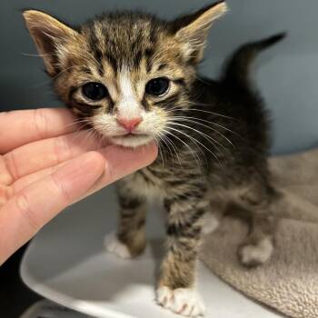 Appa -  Domestic Short Hair Cat for Adoption in Chattanooga, Tennessee - Appa | PetCurious