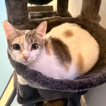 Jesse -  Domestic Short Hair Cat for Adoption in Liverpool, Texas - Jesse | PetCurious