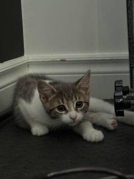 Cakey -  Domestic Short Hair Cat for Adoption in Delson, Quebec - Cakey | PetCurious