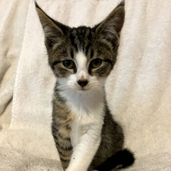 Rescue Domestic Short Hair and Tabby Cats for Adoption in Knoxville, Tennessee - Hendrix | PetCurious