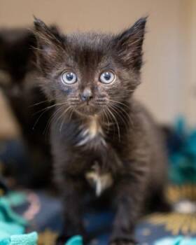 TomTom -  Domestic Short Hair Cat for Adoption in Pequot Lakes, Minnesota - TomTom | PetCurious