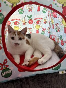 Domestic Short Hair Cats Available for Adoption in Denver, Colorado - Geraldine | PetCurious