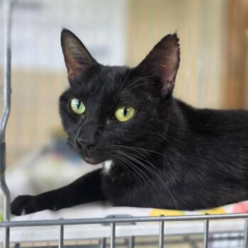 Plan B (mom) -  Domestic Short Hair Cat for Adoption in Valdosta, Georgia - Plan B (mom) | PetCurious