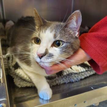 Doja -  Domestic Short Hair Cat for Adoption in Gloucester, Virginia - Doja | PetCurious