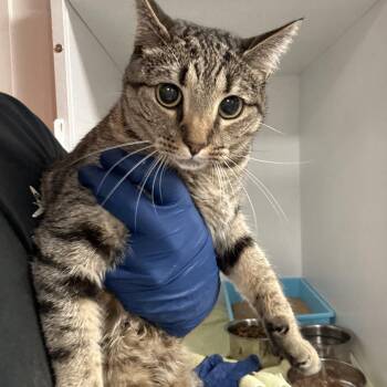 Diva -  Domestic Short Hair Cat for Adoption in Columbia, South Carolina - Diva | PetCurious