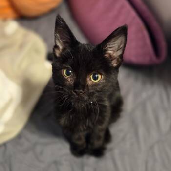 Rescue Domestic Short Hair Cats for Adoption in Evanston, Illinois - Pinocchio | PetCurious