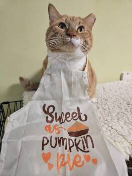 Rescue Domestic Short Hair Cats for Adoption in The Colony, Texas - Sheba | PetCurious