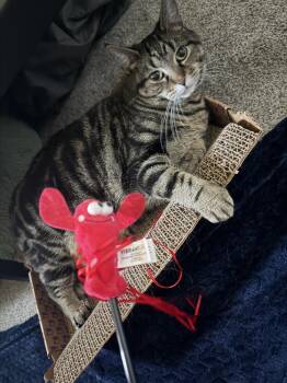 Biscuit (aka “Nobody Puts Baby in a Corner”) -  Domestic Short Hair Cat for Adoption in Chicago, Illinois - Biscuit (aka “Nobody Puts Baby In A Corner”) | PetCurious