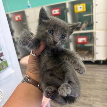 Prince -  Domestic Medium Hair Cat for Adoption in Lake Jackson, Texas - Prince | PetCurious