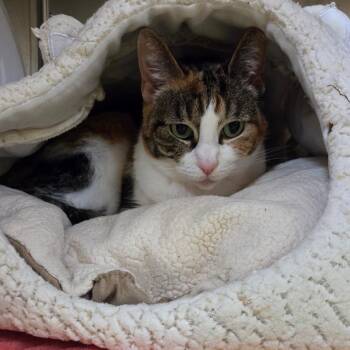 Domestic Short Hair Cats Available for Adoption in Houston, Texas - Belle | PetCurious