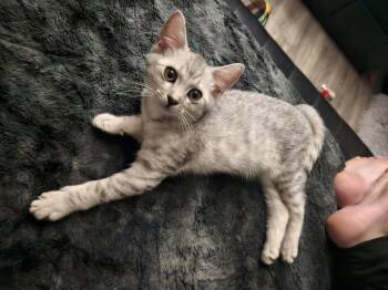 Kai -  Egyptian Mau Cat for Adoption in City Of Industry, California - Kai | PetCurious