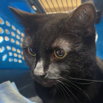 Toothless -  Domestic Short Hair Cat for Adoption - Toothless | PetCurious
