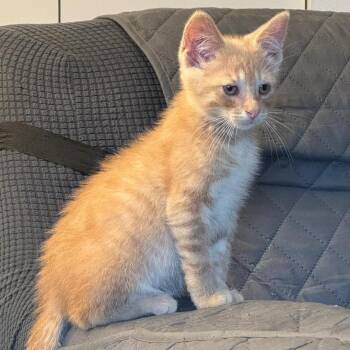 Abiu -  Domestic Short Hair Cat for Adoption in Chicago, Illinois - Abiu | PetCurious