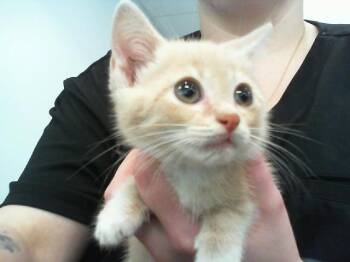 A1268063 -  Domestic Short Hair Cat for Adoption in Charlotte, North Carolina - A1268063 | PetCurious